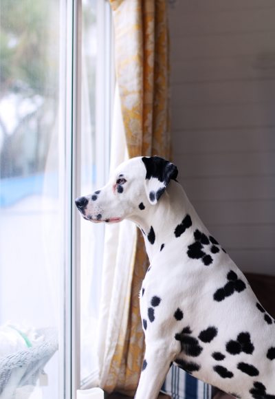 dalmatian-looking-out-a-window.jpg